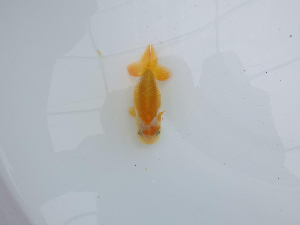 【愛知超優良系統 】お腹のカナコ柄が可愛い当歳らんちゅう約8,5㎝