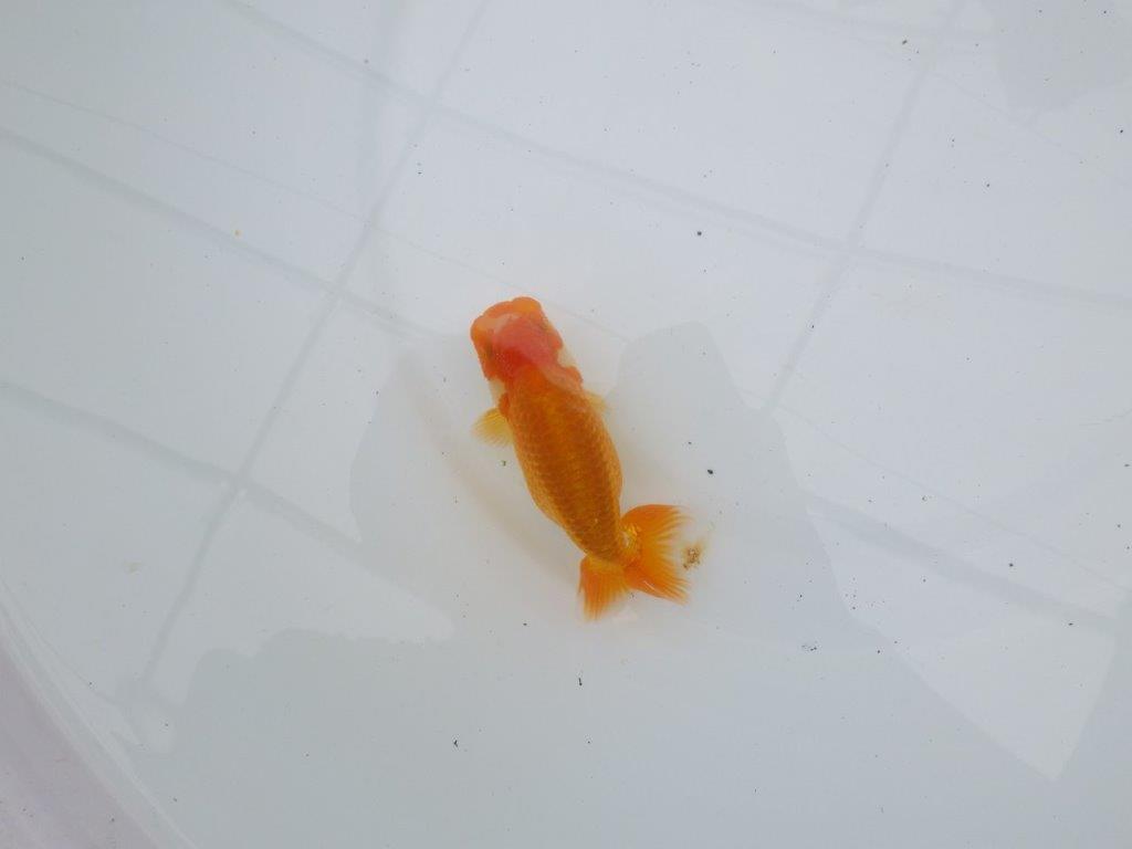 【愛知超優良系統 】背腰の綺麗なほほ白更紗!当歳らんちゅう約10,5㎝