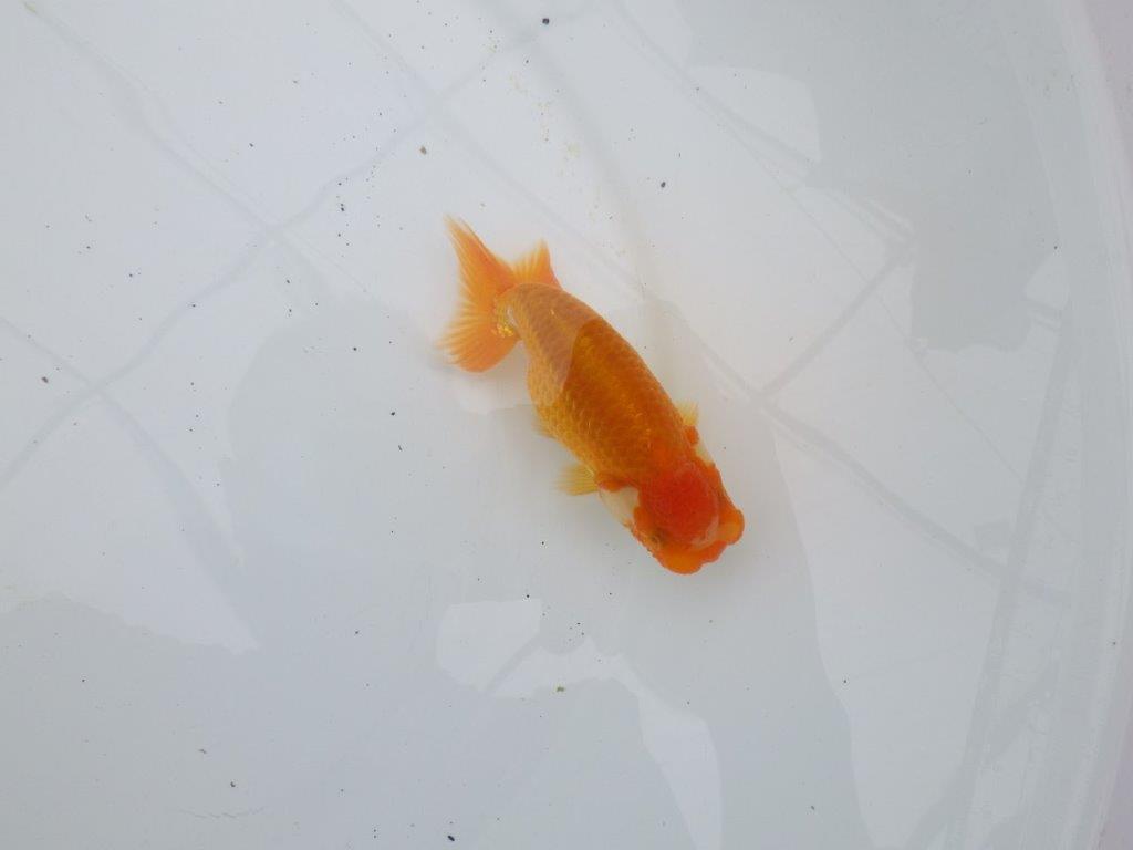 【愛知超優良系統 】背腰の綺麗なほほ白更紗!当歳らんちゅう約10,5㎝