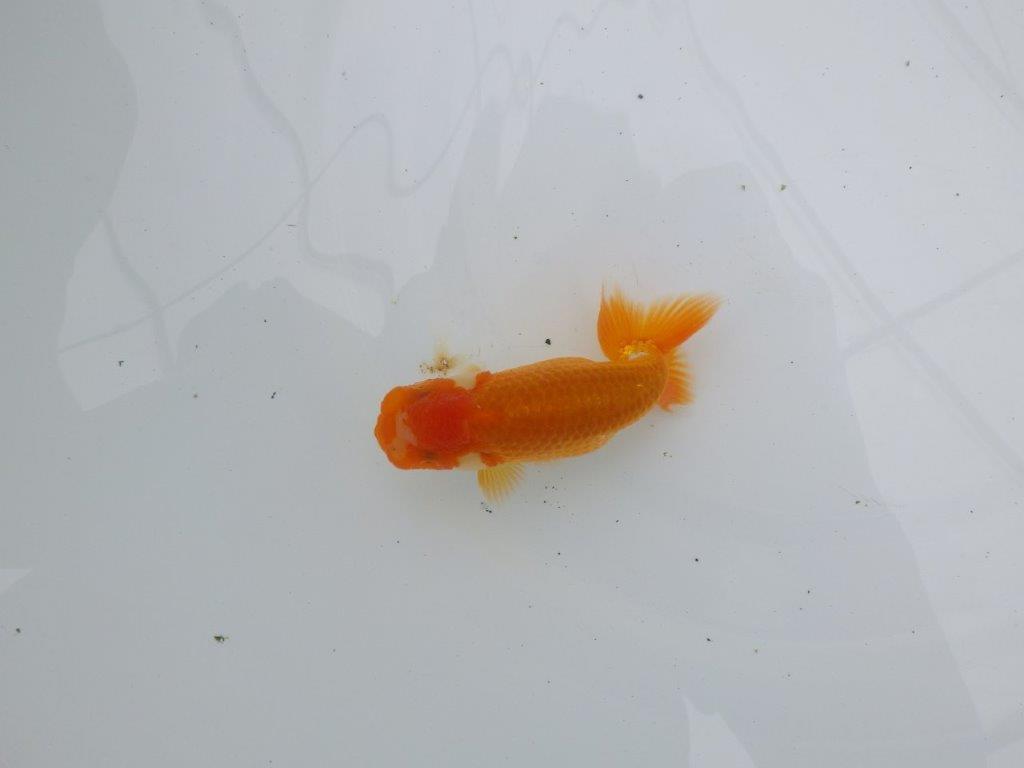 【愛知超優良系統 】背腰の綺麗なほほ白更紗!当歳らんちゅう約10,5㎝