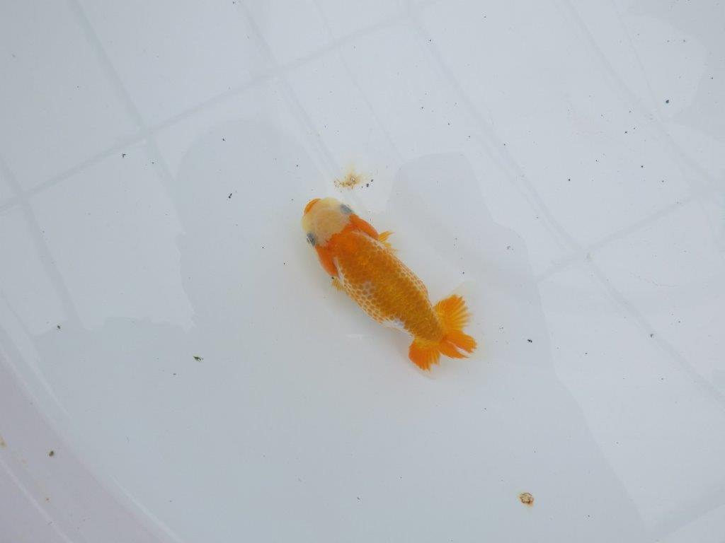 【愛知超優良系統 】カナコ系の綺麗な更紗当歳らんちゅう約10㎝