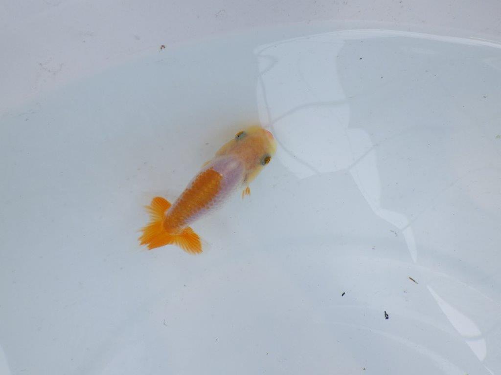 【逸品当歳らんちゅう】背のラインも綺麗な更紗らんちゅう！　約8,5ｃｍ前後　観賞