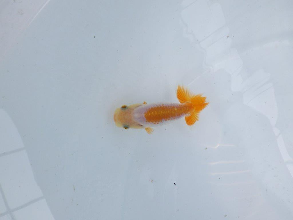 【逸品当歳らんちゅう】背のラインも綺麗な更紗らんちゅう！　約8,5ｃｍ前後　観賞