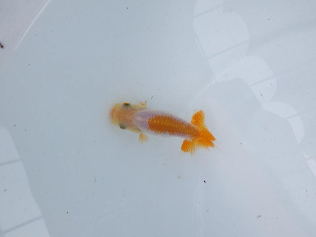 【逸品当歳らんちゅう】背のラインも綺麗な更紗らんちゅう！　約8,5ｃｍ前後　観賞