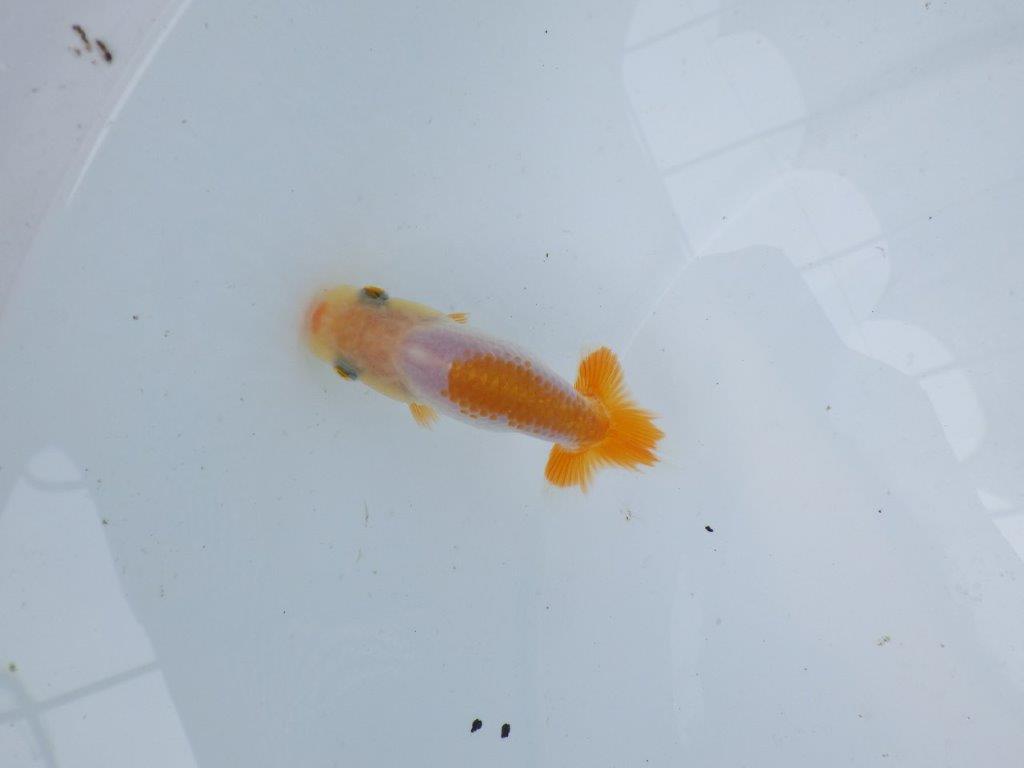 【逸品当歳らんちゅう】背のラインも綺麗な更紗らんちゅう！　約8,5ｃｍ前後　観賞