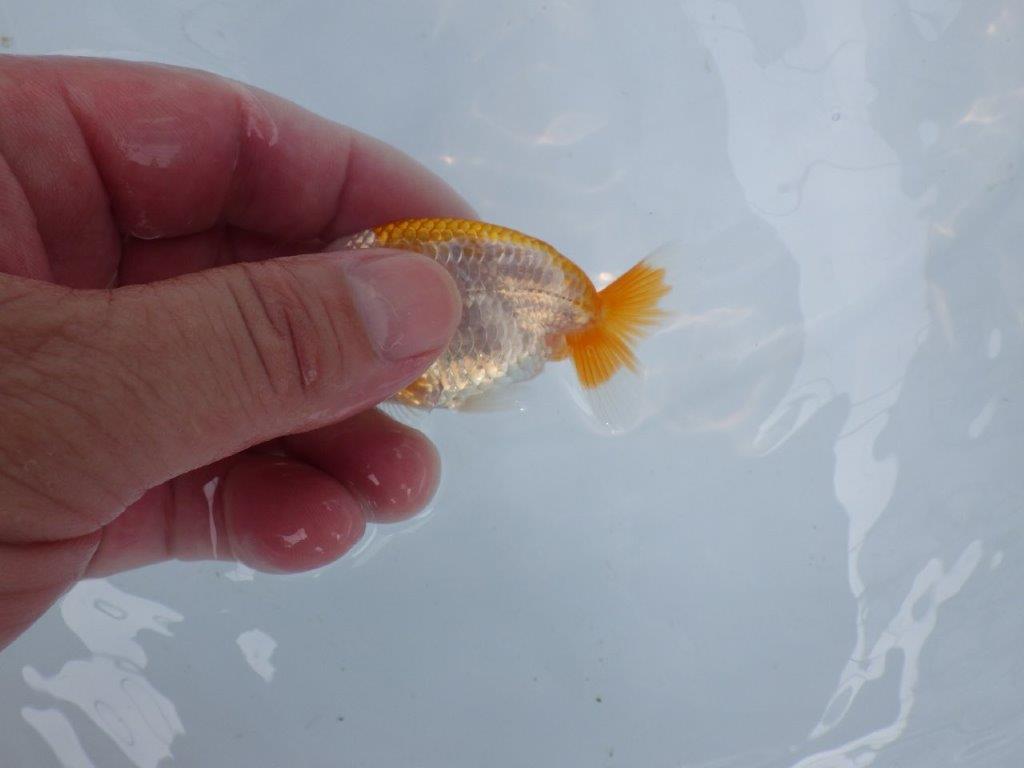 【逸品当歳らんちゅう】背のラインも綺麗な更紗らんちゅう！　約8,5ｃｍ前後　観賞