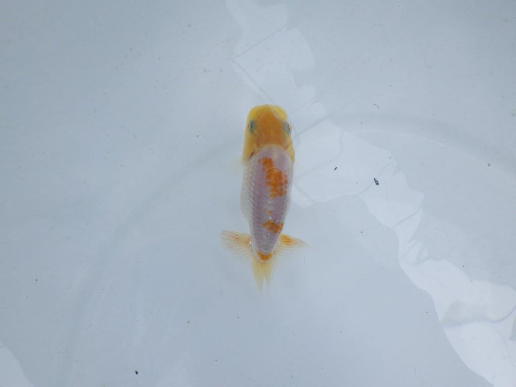 【逸品当歳らんちゅう】尾構えが良く背も綺麗な更紗らんちゅう！　約9,5ｃｍ前後　種にも