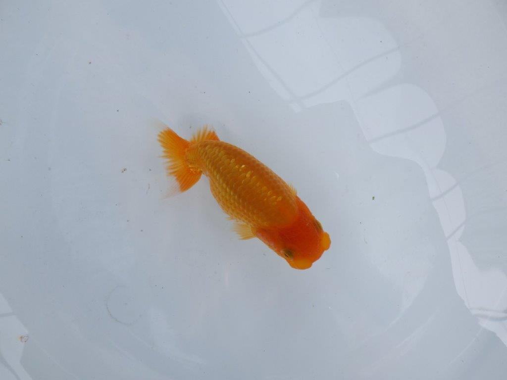【逸品当歳らんちゅう】尾に味がある赤勝ち更紗らんちゅう！　約10,5ｃｍ前後