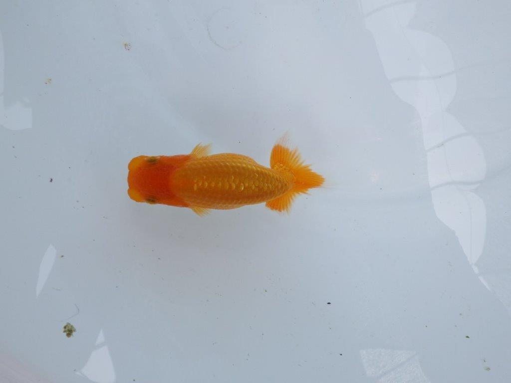 【逸品当歳らんちゅう】尾に味がある赤勝ち更紗らんちゅう！　約10,5ｃｍ前後