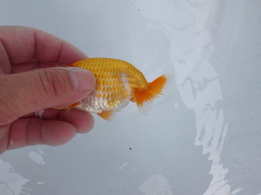 【逸品当歳らんちゅう】尾に味がある赤勝ち更紗らんちゅう！　約10,5ｃｍ前後