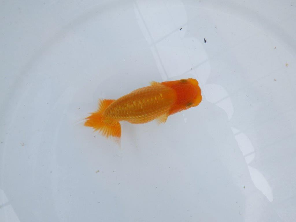 【逸品当歳らんちゅう】尾に味がある赤勝ち更紗らんちゅう！　約10,5ｃｍ前後