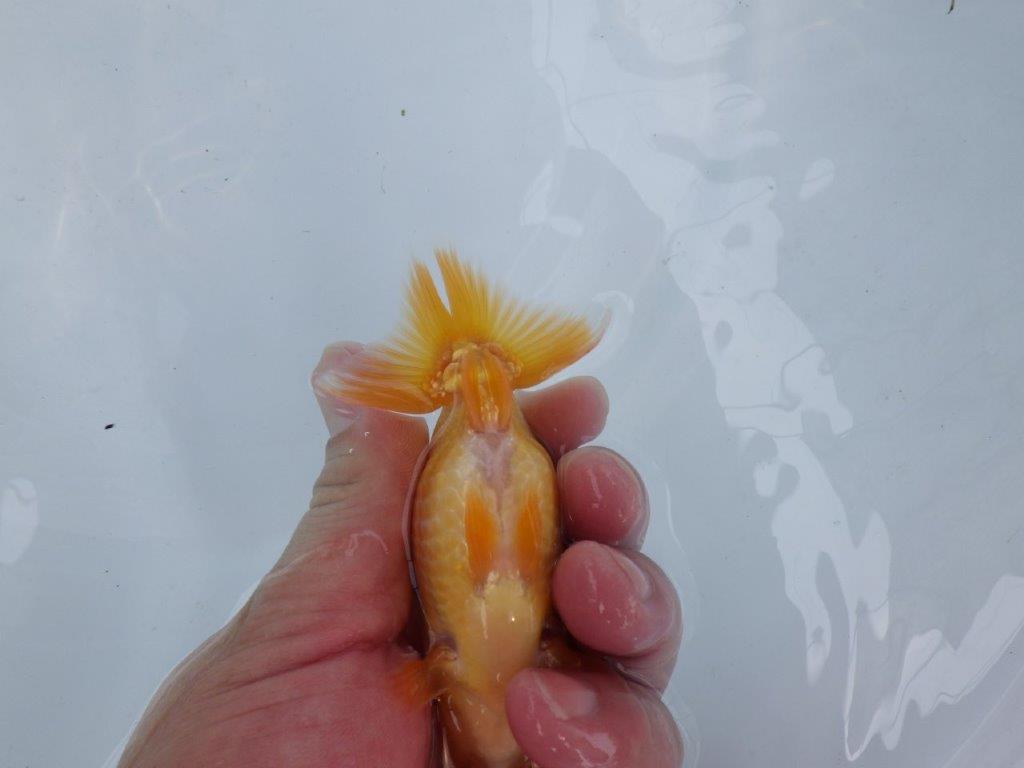 【逸品当歳らんちゅう】弐歳、親で良くなるタイプのらんちゅう！　約11ｃｍ前後