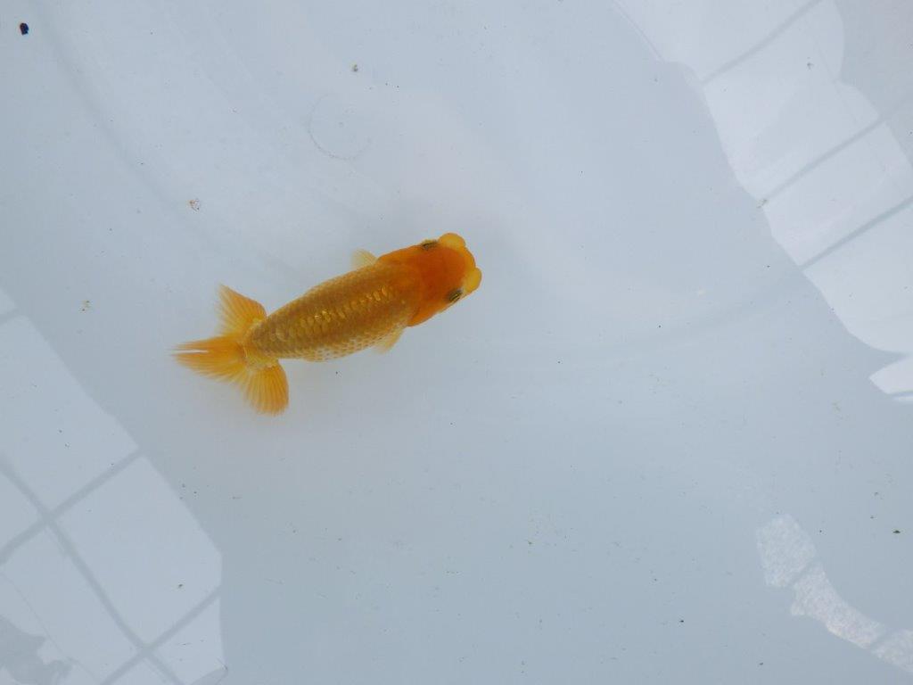 【逸品当歳らんちゅう】雰囲気が良く成長を見守りたいらんちゅう！　約9,5ｃｍ前後の上身