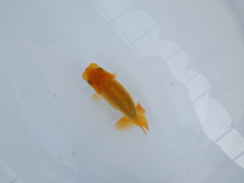 【逸品当歳らんちゅう】雰囲気が良く成長を見守りたいらんちゅう！　約9,5ｃｍ前後