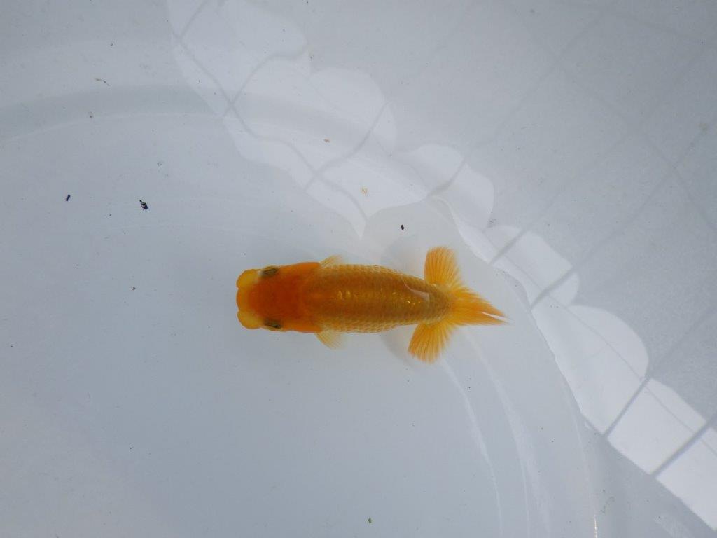 【逸品当歳らんちゅう】雰囲気が良く成長を見守りたいらんちゅう！　約9,5ｃｍ前後