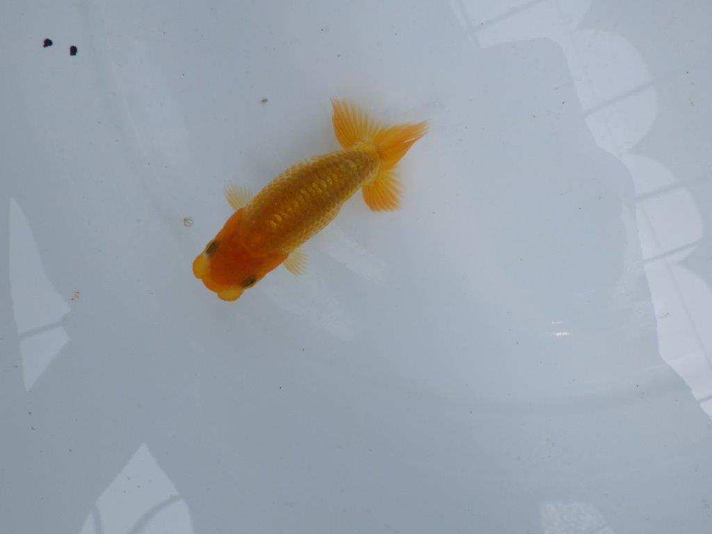 【逸品当歳らんちゅう】雰囲気が良く成長を見守りたいらんちゅう！　約9,5ｃｍ前後