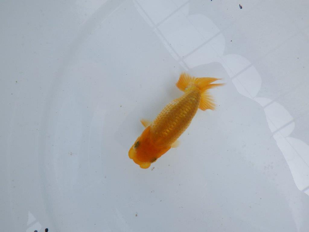 【逸品当歳らんちゅう】雰囲気が良く成長を見守りたいらんちゅう！　約9,5ｃｍ前後