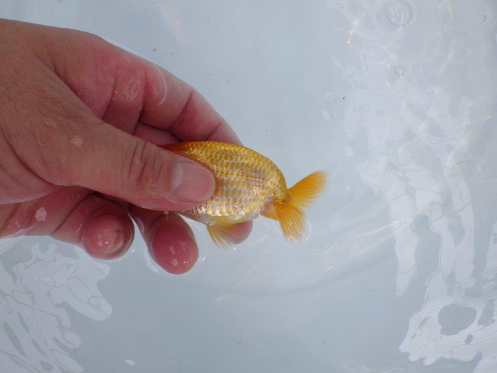 【逸品当歳らんちゅう】雰囲気が良く成長を見守りたいらんちゅう！　約9,5ｃｍ前後