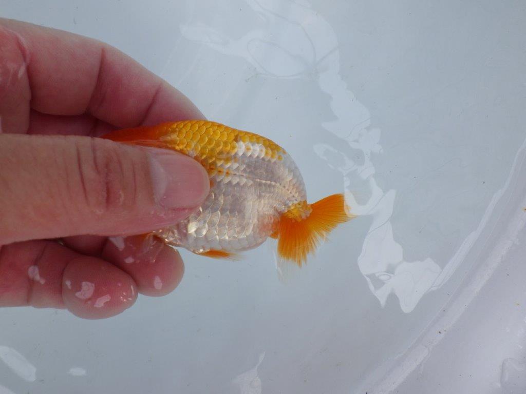 【逸品当歳らんちゅう】飼い込みお勧めの更紗らんちゅう！　約10ｃｍ前後