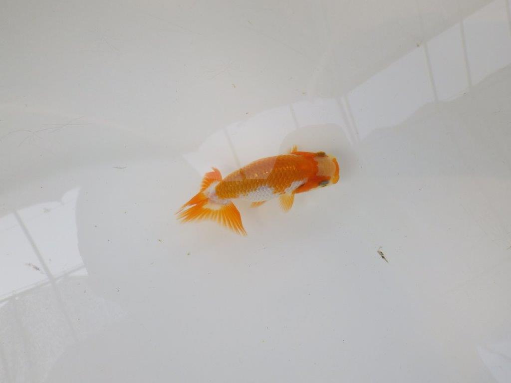 【逸品当歳らんちゅう】可愛い雰囲気の更紗らんちゅう！　約8,5ｃｍ前後