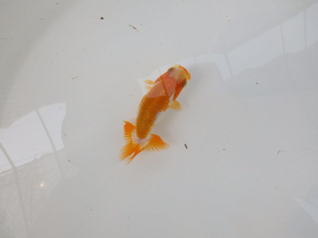 【逸品当歳らんちゅう】可愛い雰囲気の更紗らんちゅう！　約8,5ｃｍ前後