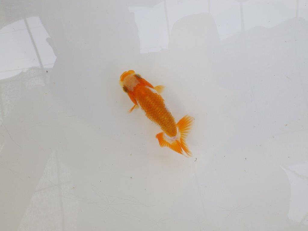 【逸品当歳らんちゅう】可愛い雰囲気の更紗らんちゅう！　約8,5ｃｍ前後