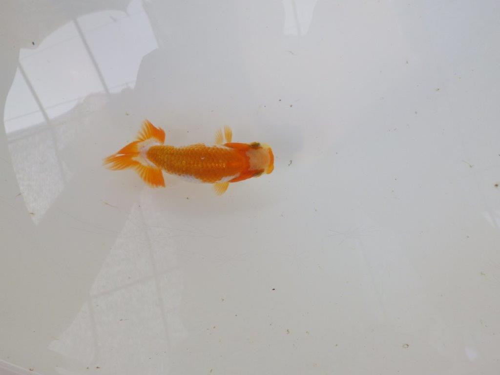 【逸品当歳らんちゅう】可愛い雰囲気の更紗らんちゅう！　約8,5ｃｍ前後