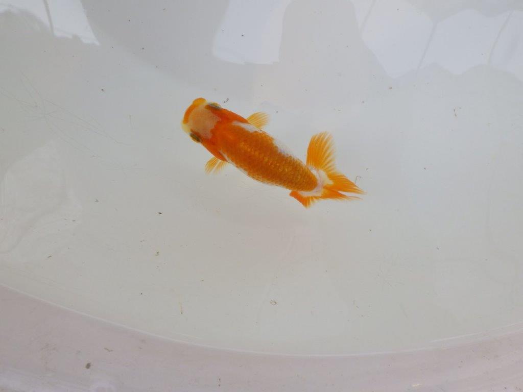 【逸品当歳らんちゅう】可愛い雰囲気の更紗らんちゅう！　約8,5ｃｍ前後