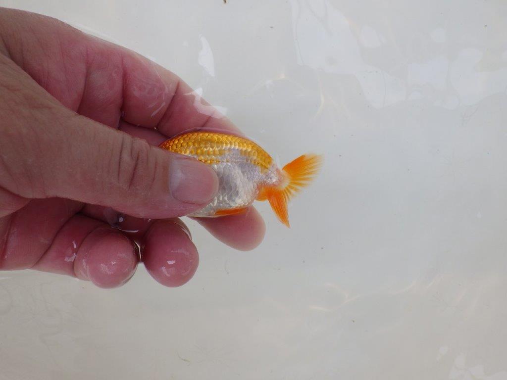 【逸品当歳らんちゅう】可愛い雰囲気の更紗らんちゅう！　約8,5ｃｍ前後