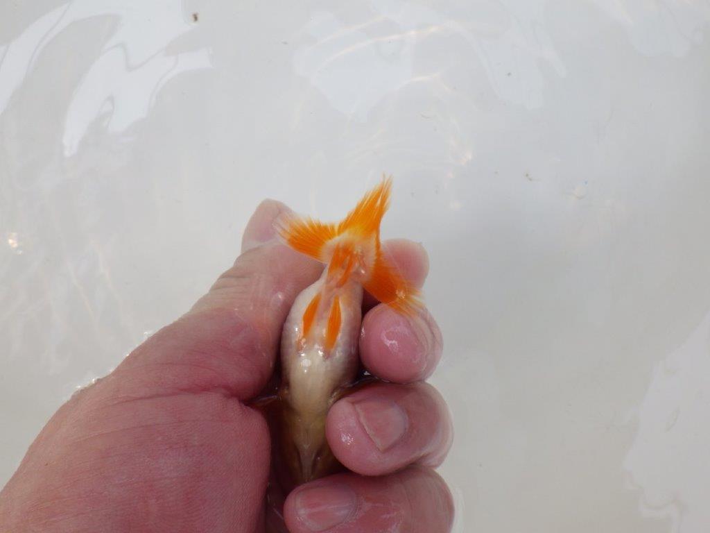 【逸品当歳らんちゅう】可愛い雰囲気の更紗らんちゅう！　約8,5ｃｍ前後