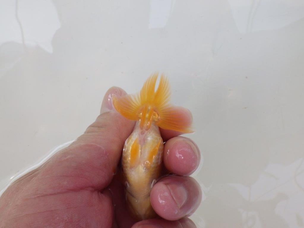 【逸品当歳らんちゅう】丸みのある背のラインが可愛い更紗らんちゅう！　約8,5ｃｍ前後