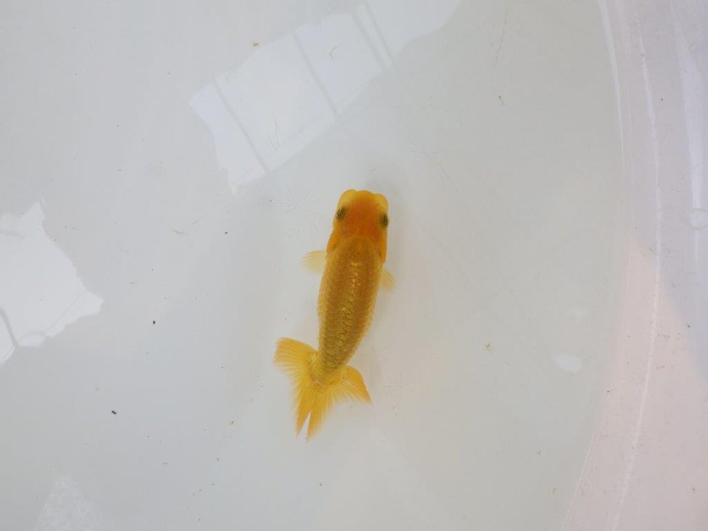 【逸品当歳らんちゅう】フンタンの発育が良く背も綺麗な更紗らんちゅう！　約10ｃｍ前後