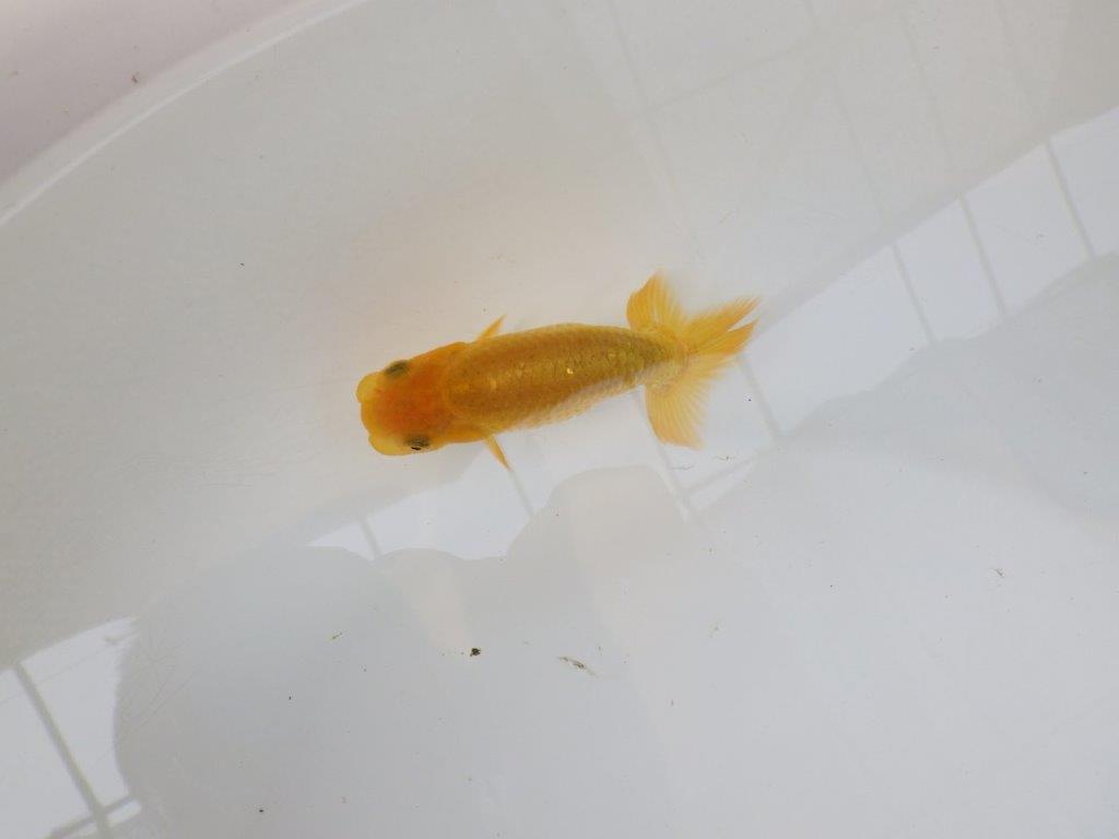 【逸品当歳らんちゅう】フンタンの発育が良く背も綺麗な更紗らんちゅう！　約10ｃｍ前後の上身