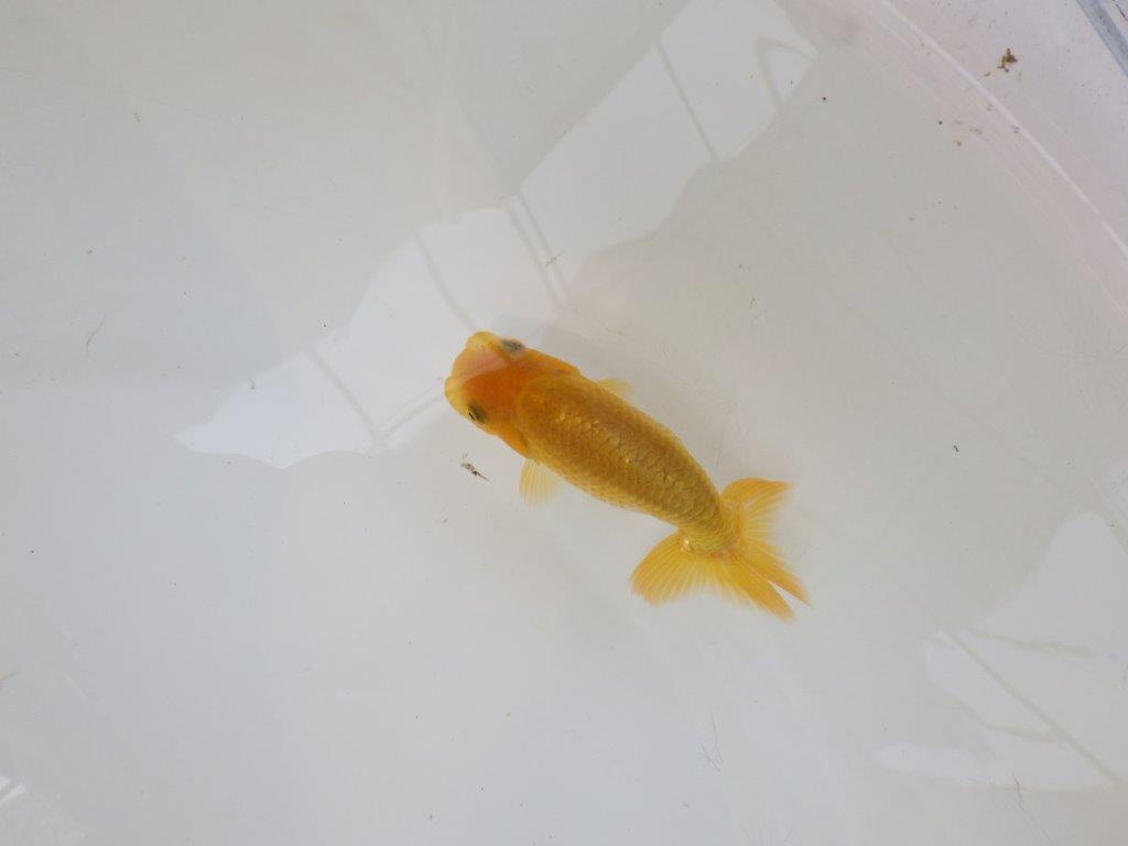 【逸品当歳らんちゅう】フンタンの発育が良く背も綺麗な更紗らんちゅう！　約10ｃｍ前後