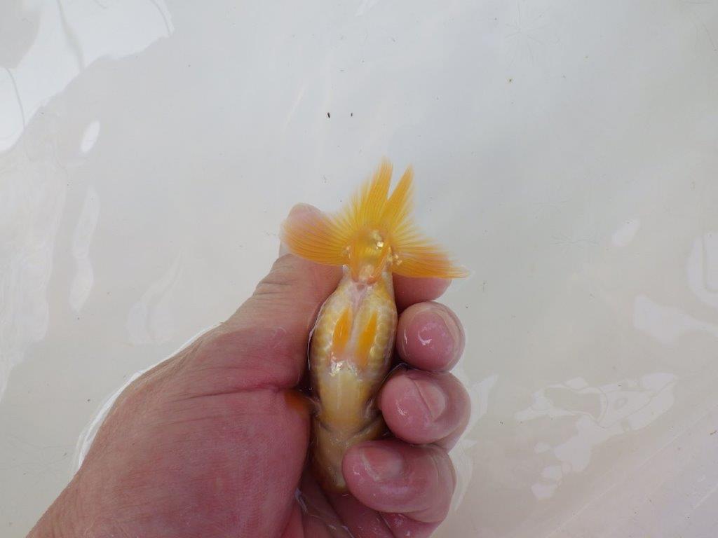 【逸品当歳らんちゅう】フンタンの発育が良く背も綺麗な更紗らんちゅう！　約10ｃｍ前後