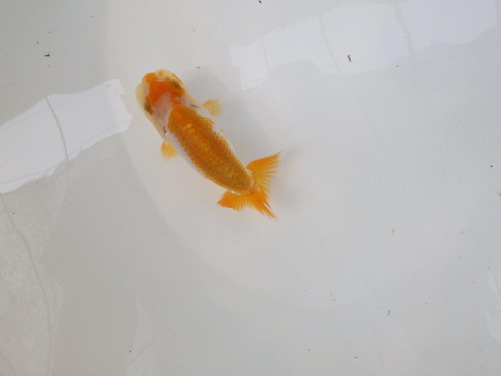 【逸品当歳らんちゅう】色艶が良く配色も綺麗な更紗らんちゅう！　約10,5ｃｍ前後