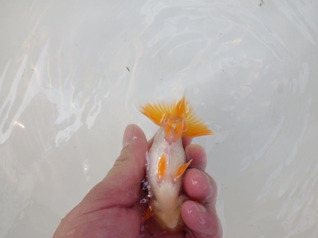 【逸品当歳らんちゅう】色艶が良く配色も綺麗な更紗らんちゅう！　約10,5ｃｍ前後