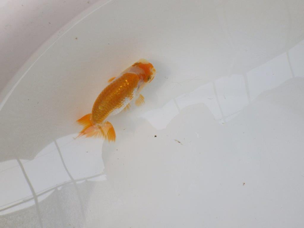 【逸品当歳らんちゅう】色艶が良く配色も綺麗な更紗らんちゅう！　約10,5ｃｍ前後
