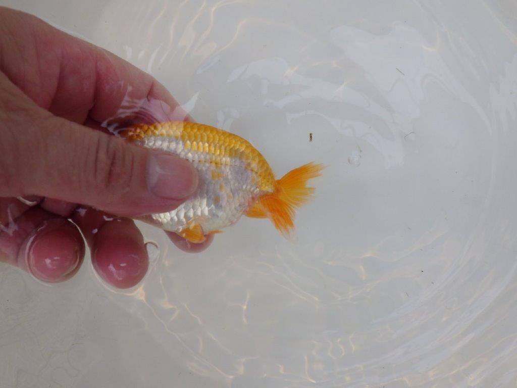 【逸品当歳らんちゅう】色艶が良く配色も綺麗な更紗らんちゅう！　約10,5ｃｍ前後