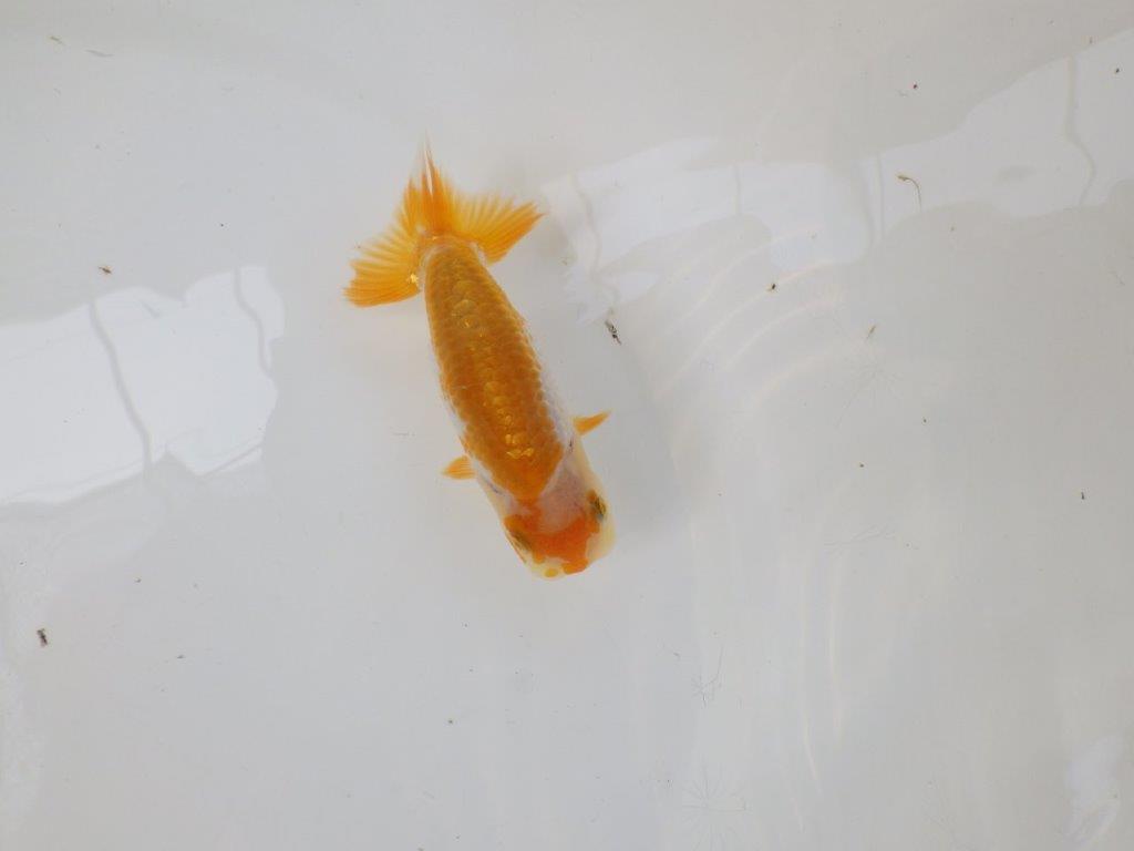 【逸品当歳らんちゅう】色艶が良く配色も綺麗な更紗らんちゅう！　約10,5ｃｍ前後の上身