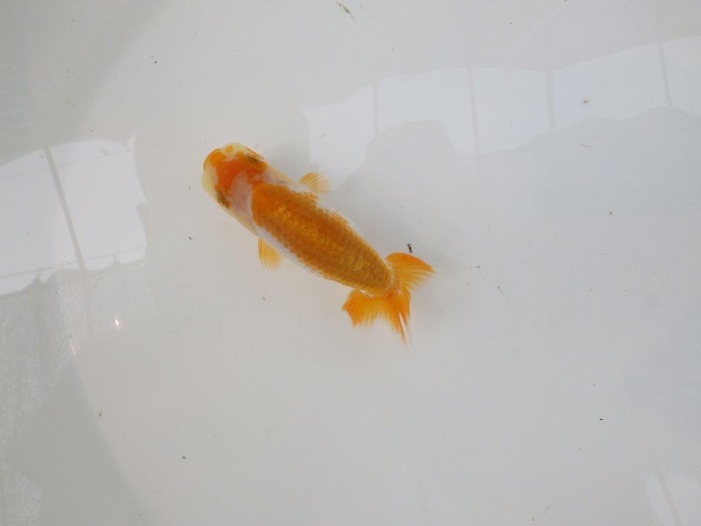 【逸品当歳らんちゅう】色艶が良く配色も綺麗な更紗らんちゅう！　約10,5ｃｍ前後