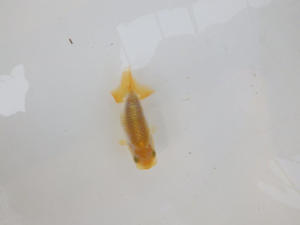 【逸品当歳らんちゅう】研究会など飼い込みお勧め更紗らんちゅう！　約8,5ｃｍ前後