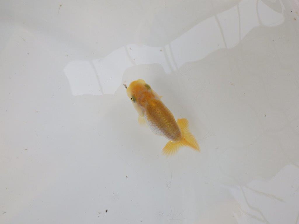 【逸品当歳らんちゅう】研究会など飼い込みお勧め更紗らんちゅう！　約8,5ｃｍ前後
