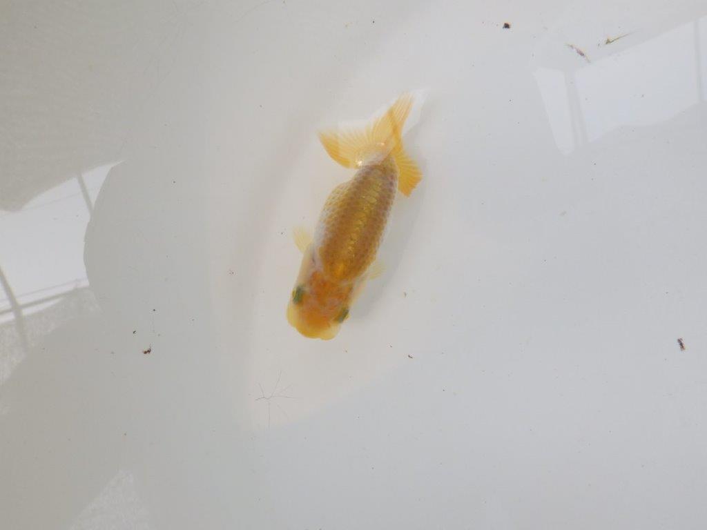 【逸品当歳らんちゅう】研究会など飼い込みお勧め更紗らんちゅう！　約8,5ｃｍ前後の上身