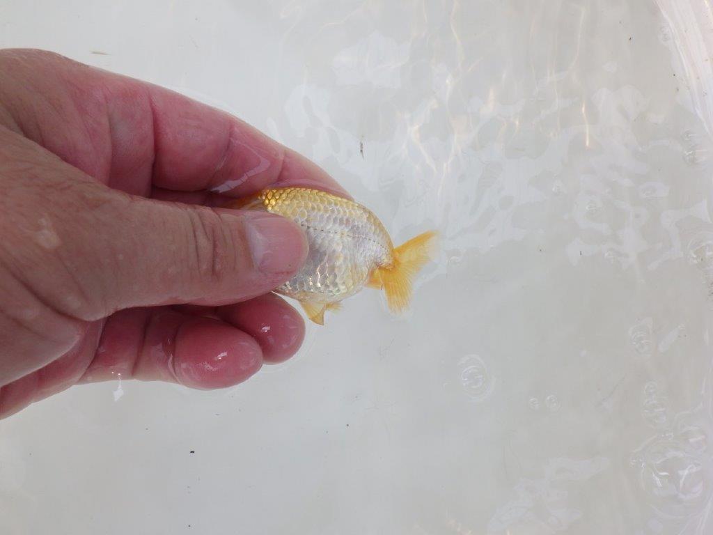 【逸品当歳らんちゅう】研究会など飼い込みお勧め更紗らんちゅう！　約8,5ｃｍ前後