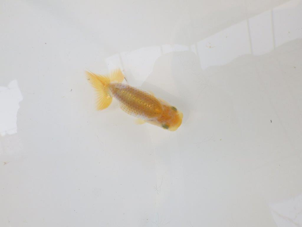 【逸品当歳らんちゅう】研究会など飼い込みお勧め更紗らんちゅう！　約8,5ｃｍ前後
