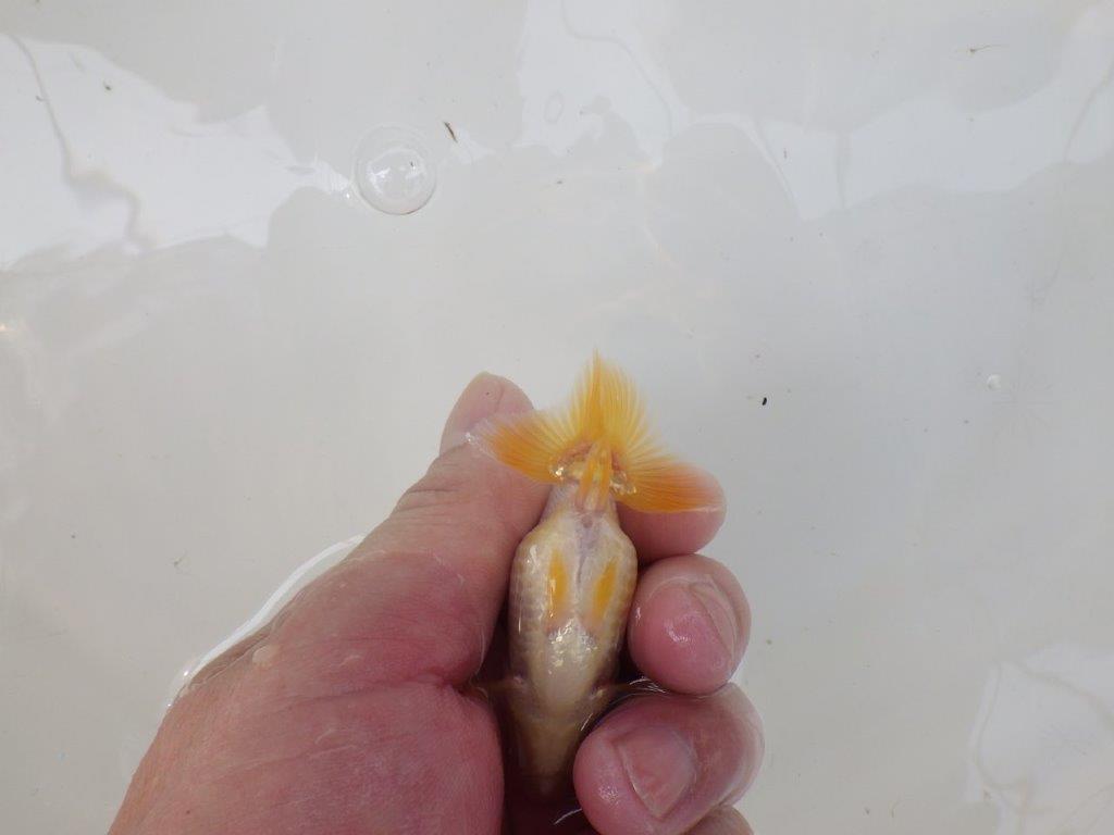 【逸品当歳らんちゅう】研究会など飼い込みお勧め更紗らんちゅう！　約8,5ｃｍ前後