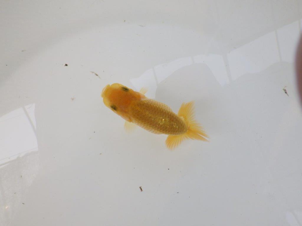 【逸品当歳らんちゅう】こちらも飼い込みお勧めの更紗らんちゅう！　約9,5ｃｍ前後