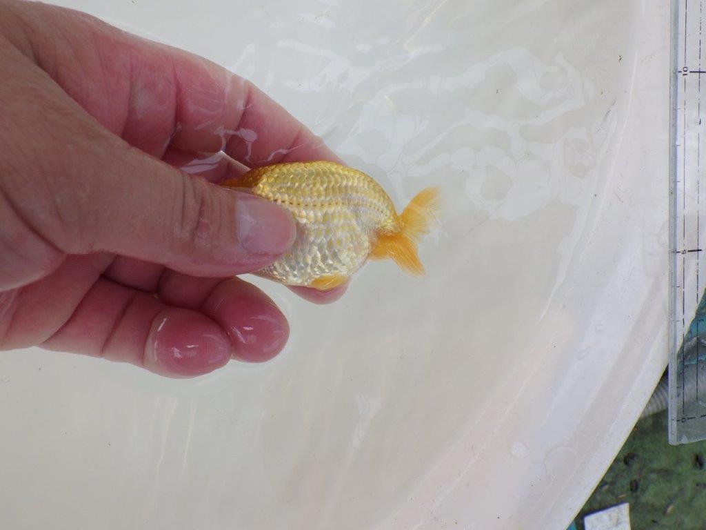 【逸品当歳らんちゅう】こちらも飼い込みお勧めの更紗らんちゅう！　約9,5ｃｍ前後