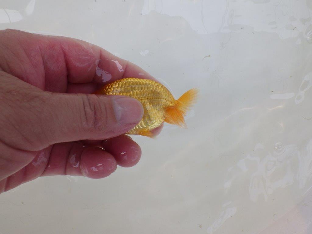 【逸品当歳らんちゅう】素晴らしいフンタンの当歳らんちゅう！　約9ｃｍ前後